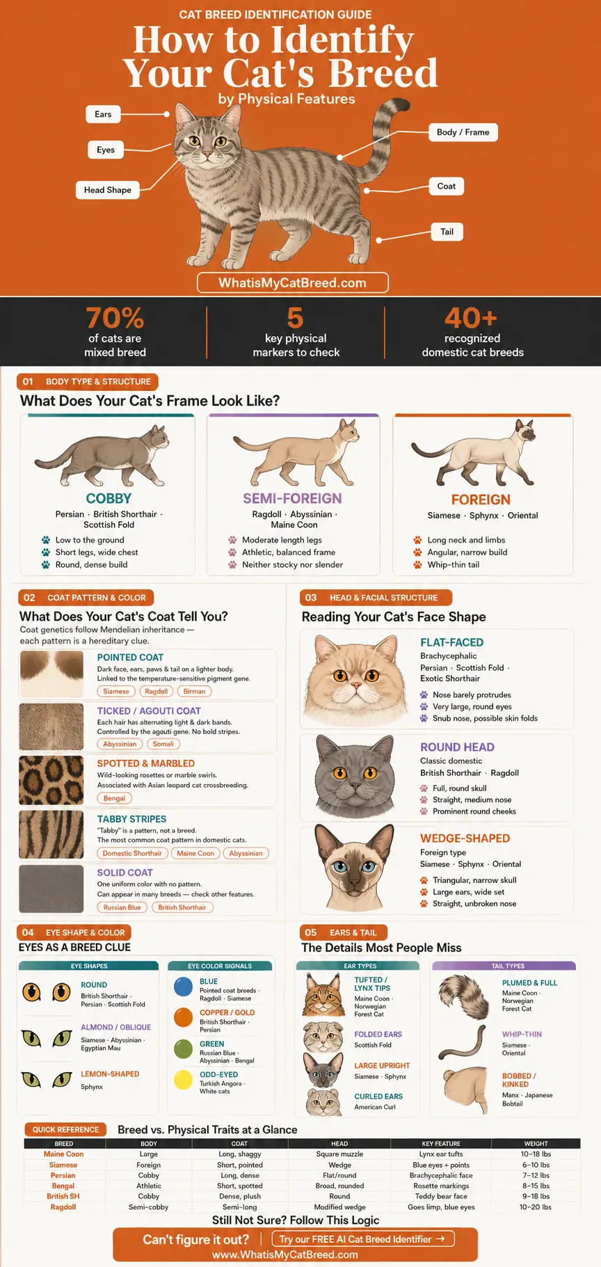 Infographic - Identify Cat Breed by Physical Features