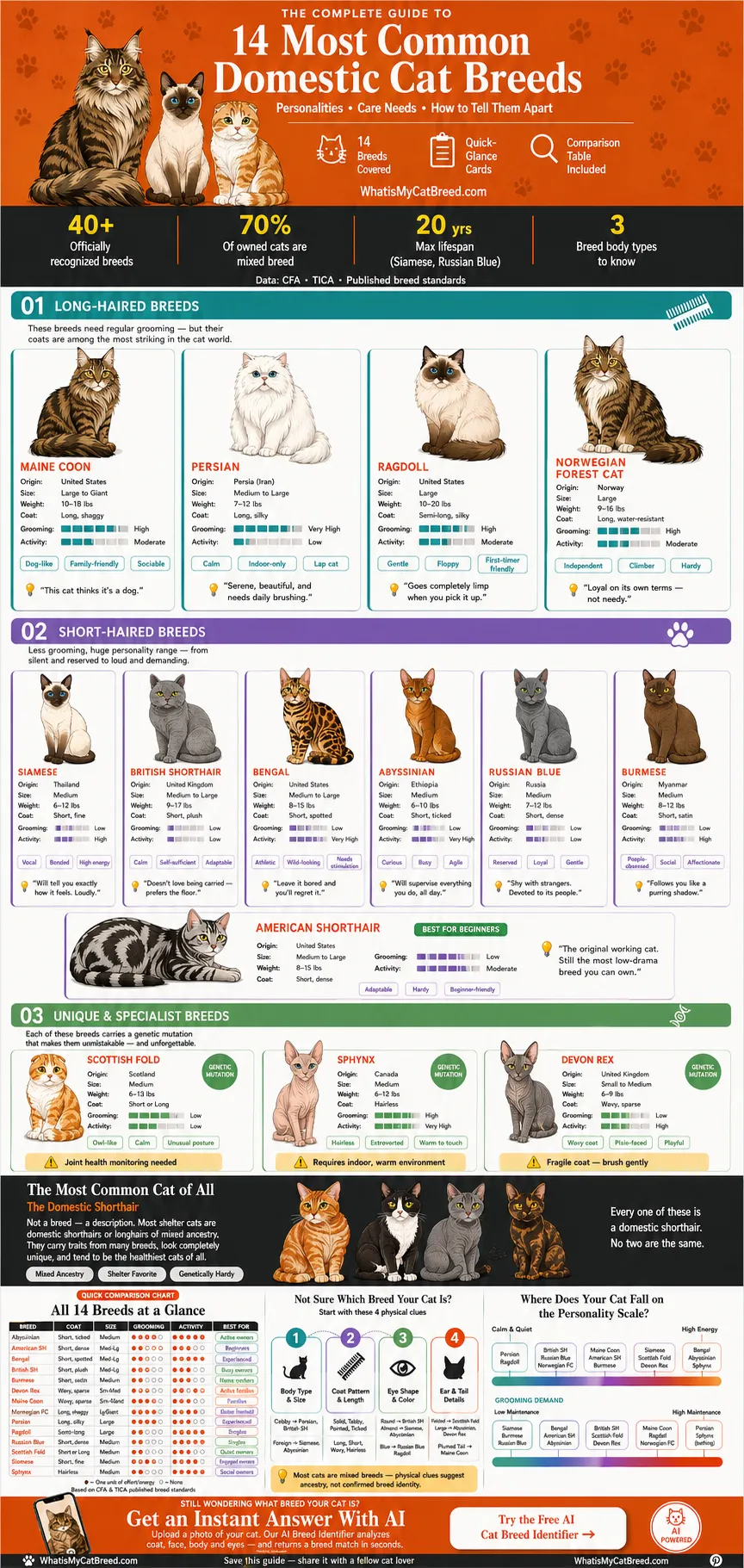 An Infographic on 14 common domestic cat breeds