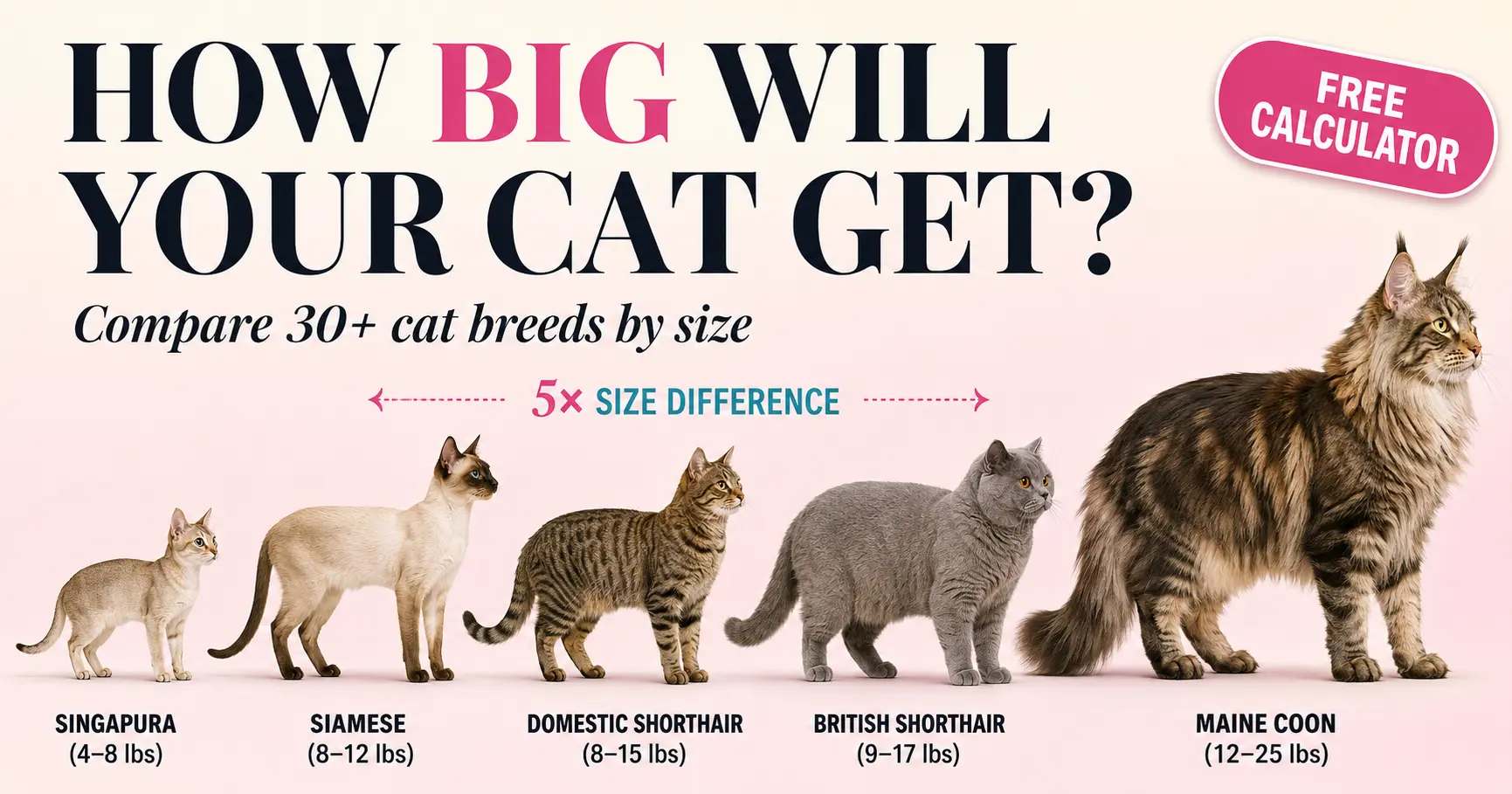 Cat size comparison illustration showing breeds from smallest Singapura to largest Maine Coon
