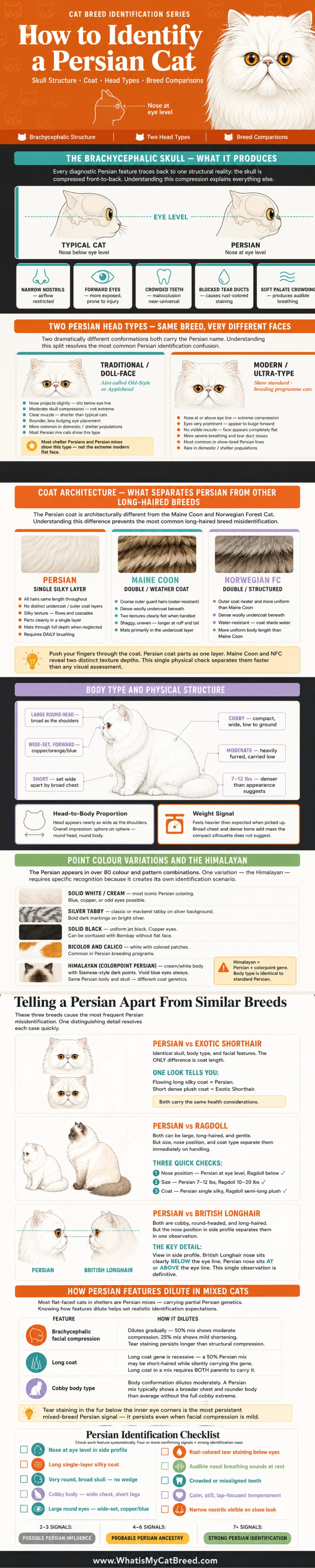 Infographic - How to identify persian cats