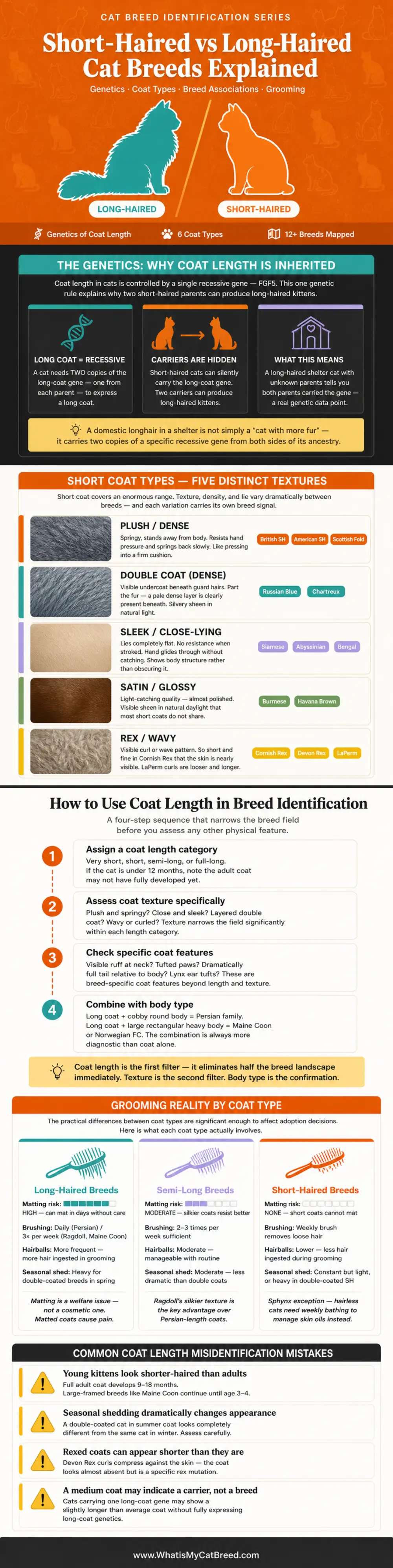 Short Vs Long haired cat breeds - A comparison in form of infographic